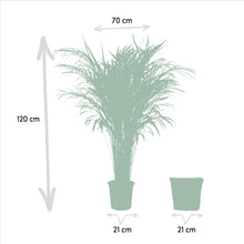 XL kamerplant - Areca Palm met mand - Pot Ø 21cm Hoogte ↕ 110cm