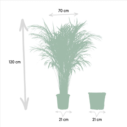 XL kamerplant - Areca Palm met mand - Pot Ø 21cm Hoogte ↕ 110cm
