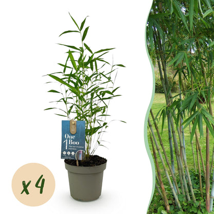 Buitenplant 4x Fargesia Blue Dragon - Bladhoudend - Pot Ø 14cm Hoogte ↕ 35cm