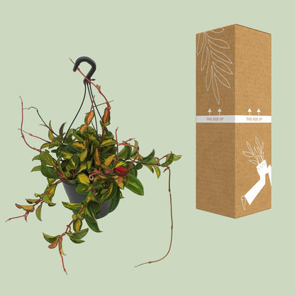 Kamerplant - Hoya Carnosa Tricolor - Hangplant - Pot Ø 19cm Hoogte ↕ 20cm