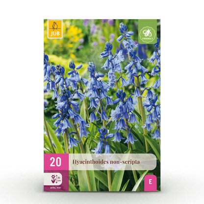 Buitenplant 20x Hyacinthoides non Scripta - Bloembollen Blauw - Bolmaat 7/8