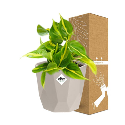 Kamerplant - Philodendron Scandens 'Brasil' - Hangplant - Pot Ø 14cm
