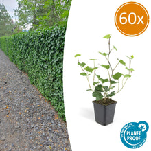 Buitenplant 60x Hedera hibernica - Groenblijvend - Pot Ø 9cm Hoogte ↕ 10-25cm