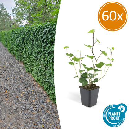 Buitenplant 60x Hedera hibernica - Groenblijvend - Pot Ø 9cm Hoogte ↕ 10-25cm