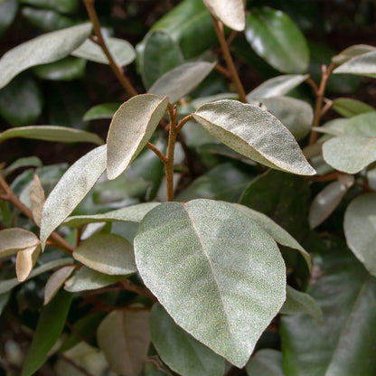 Buitenplant 8x Elaeagnus ebbingei Compacta - Haagplant - Groenblijvend - Pot Ø 9cm Hoogte ↕ 30-35cm