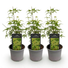 Buitenplant - Acer palmatum Seiryu - Bladverliezend - Pot Ø 12cm Hoogte ↕ 35cm