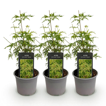Buitenplant - Acer palmatum Seiryu - Bladverliezend - Pot Ø 12cm Hoogte ↕ 35cm