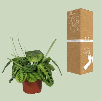 Kamerplant - Maranta Leuconeura Fascinator Lemon Lime - Pot Ø 12cm Hoogte ↕ 30cm