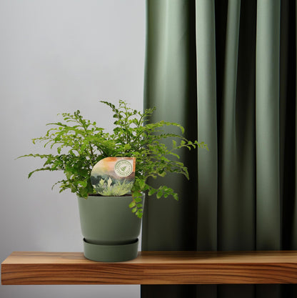Kamerplant - Asplenium Parvati - Pot Ø 12cm Hoogte ↕ 35cm