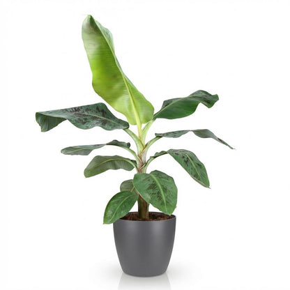 Kamerplant - Musa acuminata Dwarf Cavendisch - Bananenplant - Pot Ø 21cm Hoogte ↕ 70-75cm