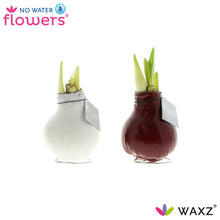 Kamerplant 2x Waxz Colorz - Pot Ø 7cm Hoogte ↕ 15cm