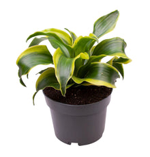 Kamerplant - Dracaena Dragontree Tornado - Pot Ø 12cm Hoogte ↕ 24cm