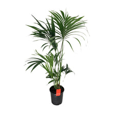XL kamerplant - Howea Forsteriana - Pot Ø 24cm Hoogte ↕ 130cm