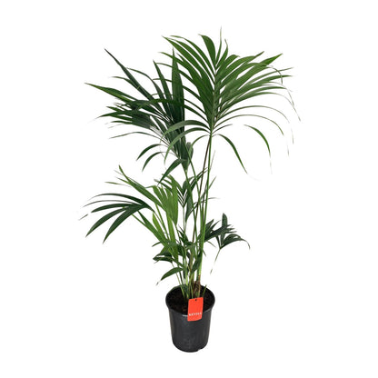 XL kamerplant - Howea Forsteriana - Pot Ø 24cm Hoogte ↕ 130cm