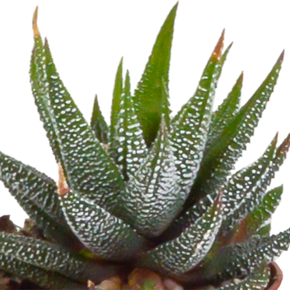 Kamerplant 5x Gasteria/Haworthia mix - Zonder pot Ø 5,5cm