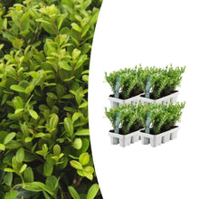 Buitenplant 24x Ilex crenata 'Jenny' - Winterhard - Pot Ø 7cm Hoogte ↕ 15cm