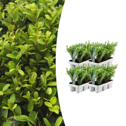 Buitenplant 24x Ilex crenata 'Jenny' - Winterhard - Pot Ø 7cm Hoogte ↕ 15cm