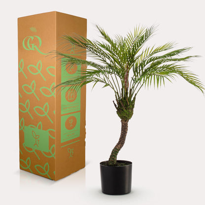 Kunstplant - Chamaedorea Bergpalm - Hoogte ↕ 85cm