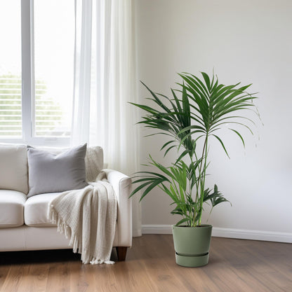 XL kamerplant - Howea Forsteriana - Pot Ø 24cm Hoogte ↕ 130cm