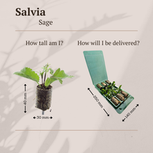 Buitenplant 6x Salvia - Bloeiend - Balkonplant