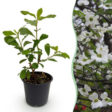 Buitenplant - Cornus florida - Bloeiend - Pot Ø 12cm Hoogte ↕ 35cm
