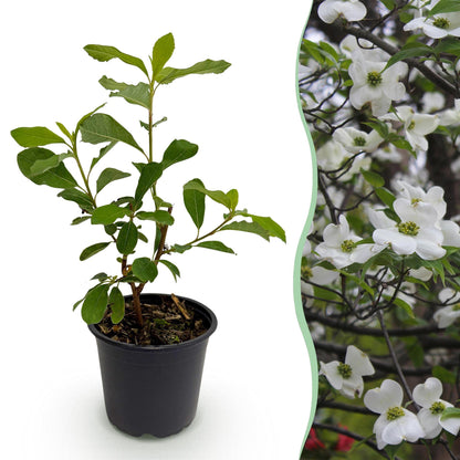 Buitenplant - Cornus florida - Bloeiend - Pot Ø 12cm Hoogte ↕ 35cm