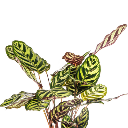 Kamerplant - Calathea Makoyana - Pot Ø 17cm Hoogte ↕ 40-50cm