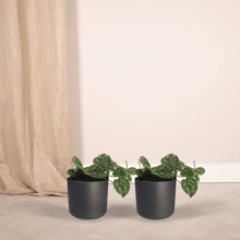 Kamerplant 2x Scindapsus Pictus - Pot Ø 12cm Hoogte ↕ 15cm