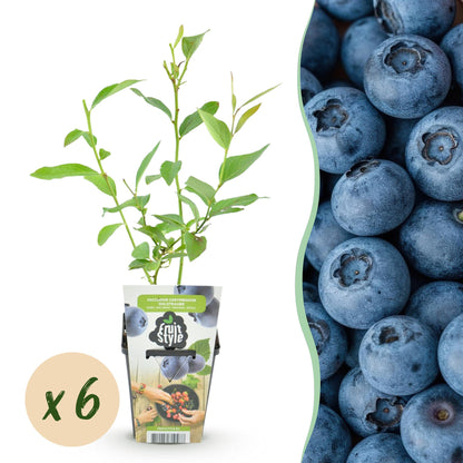 Buitenplant 6x Vaccinium corymbosum 'Goldtraube' - Winterhard - Pot Ø 9cm Hoogte ↕ 15cm