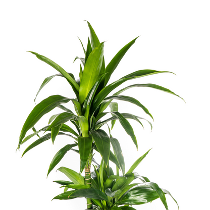 XL Kamerplant - Dracaena Deremensis Lisa - Pot Ø 24cm Hoogte ↕ 130-150cm
