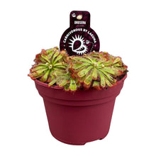 Kamerplant - Drosera Aliciae - Pot Ø 12cm Hoogte ↕ 12cm