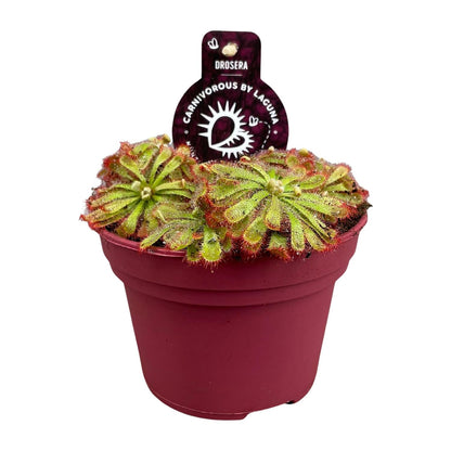 Kamerplant - Drosera Aliciae - Pot Ø 12cm Hoogte ↕ 12cm
