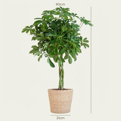 Kamerplant - Schefflera arboricola 'Nora' - Inclusief zeegras mand - Pot Ø 21cm Hoogte ↕ 70cm