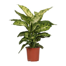 Kamerplant - Dieffenbachia Mars - Pot Ø 17cm Hoogte ↕ 50cm