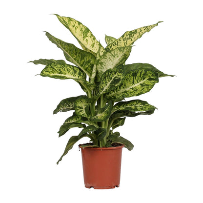 Kamerplant - Dieffenbachia Mars - Pot Ø 17cm Hoogte ↕ 50cm