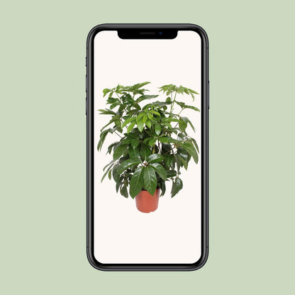 XL kamerplant - Schefflera Actinophylla Amate - Pot Ø 30cm Hoogte ↕ 120cm