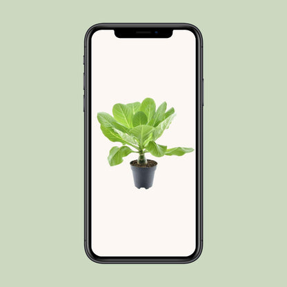 Kamerplant - Brighamia Insignis 'Hawaii Palm' - Pot Ø 12cm Hoogte ↕ 37cm