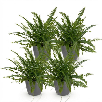 Kamerplant 4x Nephrolepis exaltata Green Lady - Pot Ø 12cm Hoogte ↕ 25cm
