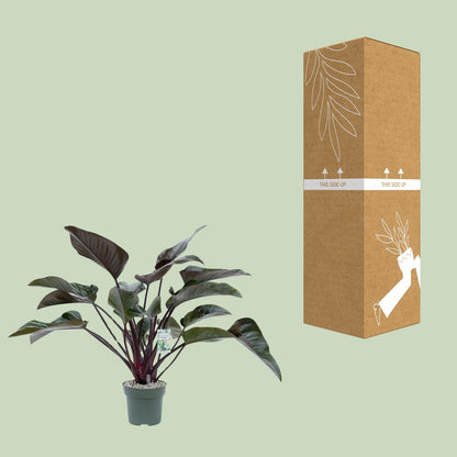 Kamerplant - Philodendron Red Beauty - Luchtzuiverend - Pot Ø 27cm Hoogte ↕ 60cm