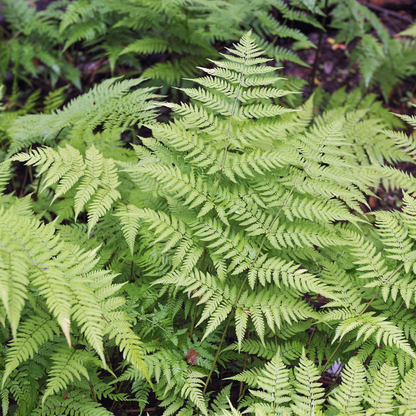 Buitenplant 48x Dryopteris filix-mas - Pot Ø 9cm Hoogte ↕ 10-25cm