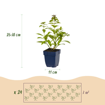 Buitenplant 24x Borderpakket Geurend - Vaste planten - Pot Ø 11cm Hoogte ↕ 10-25cm