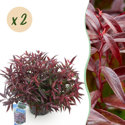 Buitenplant 2x Leucothoe Burning Love - Groenblijvend - Pot Ø 17cm Hoogte ↕ 45cm