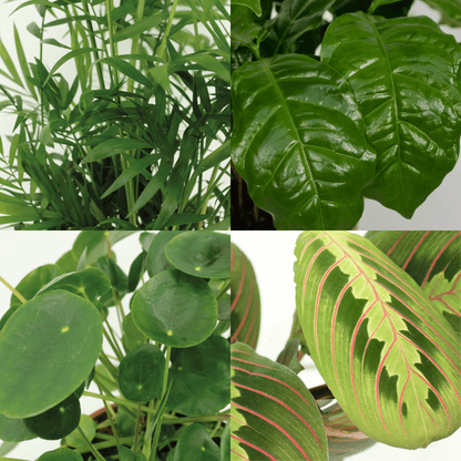 Diervriendelijke plantenbox - 4 stuks - Pot Ø 12cm Hoogte ↕ 20-40cm