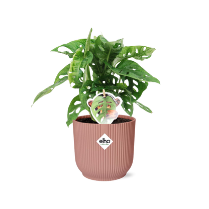 Kamerplant - Monstera 'Monkey Leaf' - Pot Ø 14cm Hoogte ↕ 25-35cm