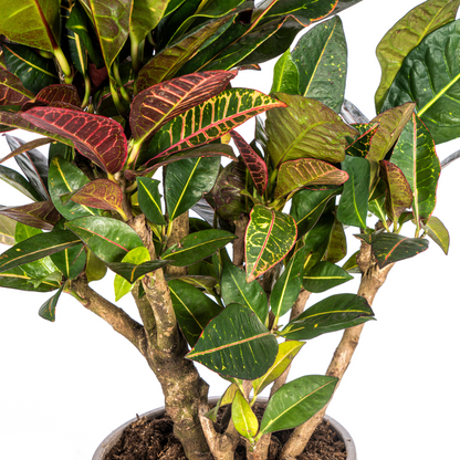 Kamerplant - Codiaeum 'Croton' Petra - Pot Ø 21cm Hoogte ↕ 60-80cm