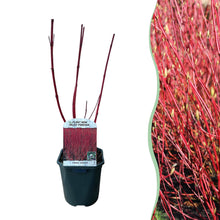 Buitenplant - Cornus sibirica - Pot Ø 17cm Hoogte ↕ 45cm