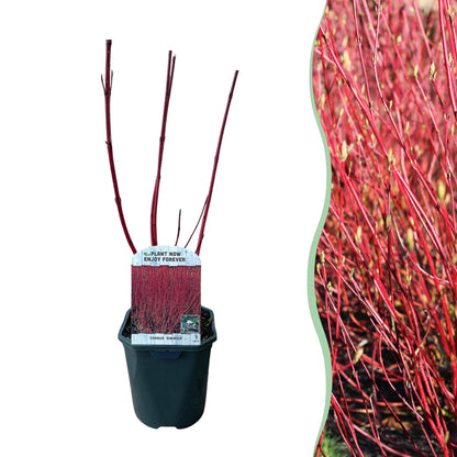 Buitenplant - Cornus sibirica - Pot Ø 17cm Hoogte ↕ 45cm