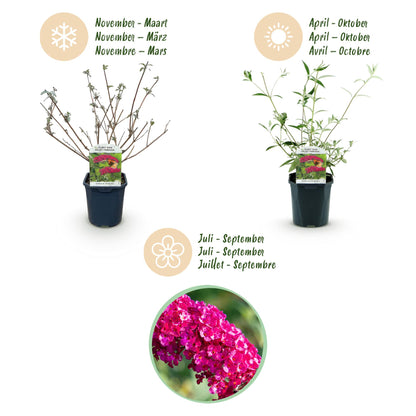 Buitenplant - Buddleja davidii Royal Red - Bloeiend - Pot Ø 17cm Hoogte ↕ 45cm