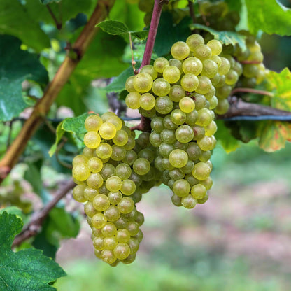 Buitenplant 2x Vitis vinifera 'Bianca' (Witte druif) - Fruitplant - Pot Ø 15cm Hoogte ↕ 50cm