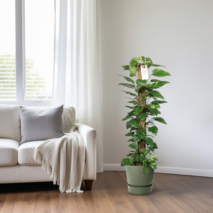 XL Kamerplant - Epipremnum Pinnatum aan Mosstok - Pot Ø 24cm Hoogte ↕ 120cm